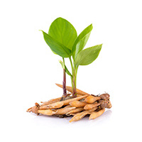 Ashwagandha																																															
